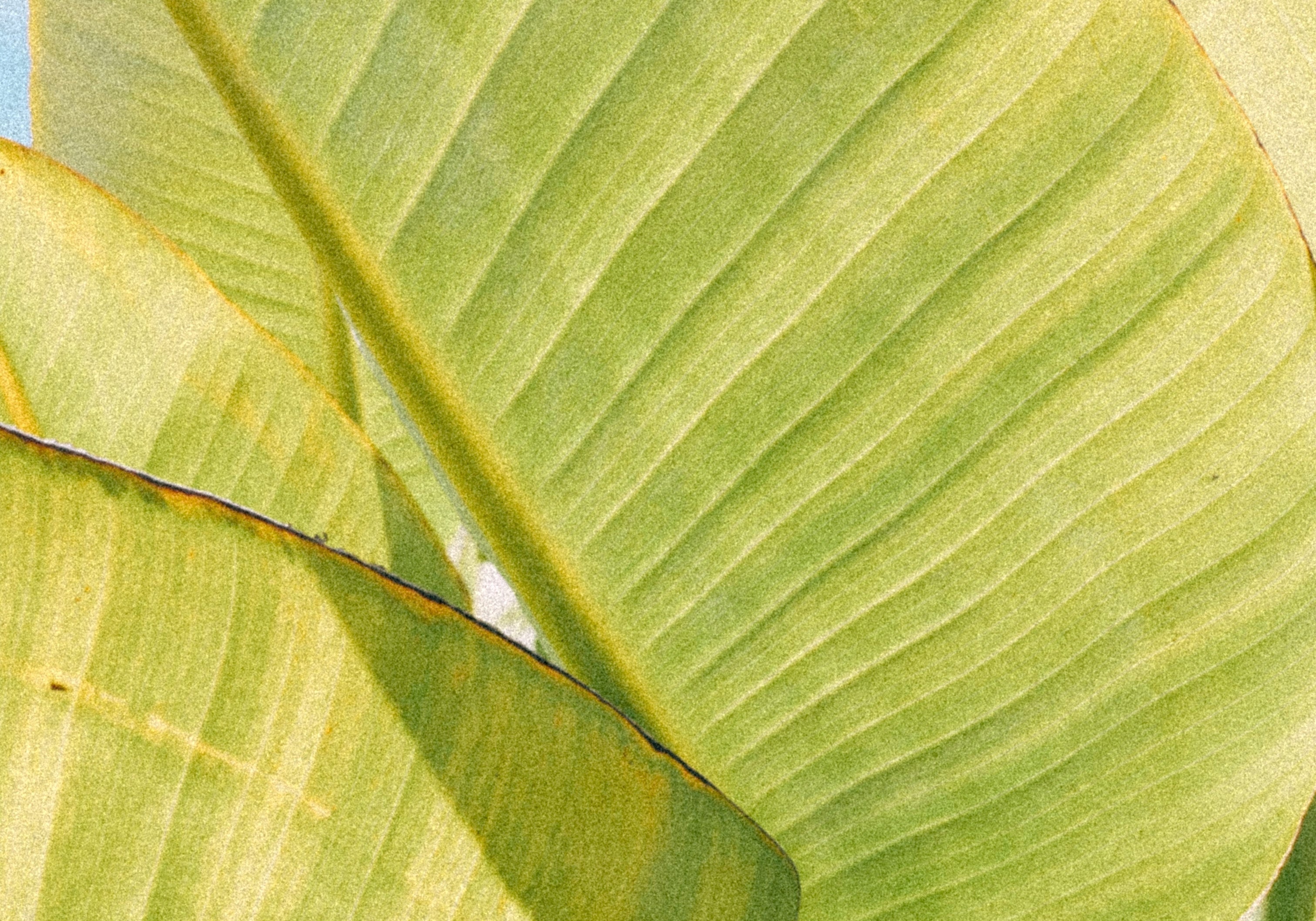 The Most Overlooked Nutrient in Gut Health? Fibre