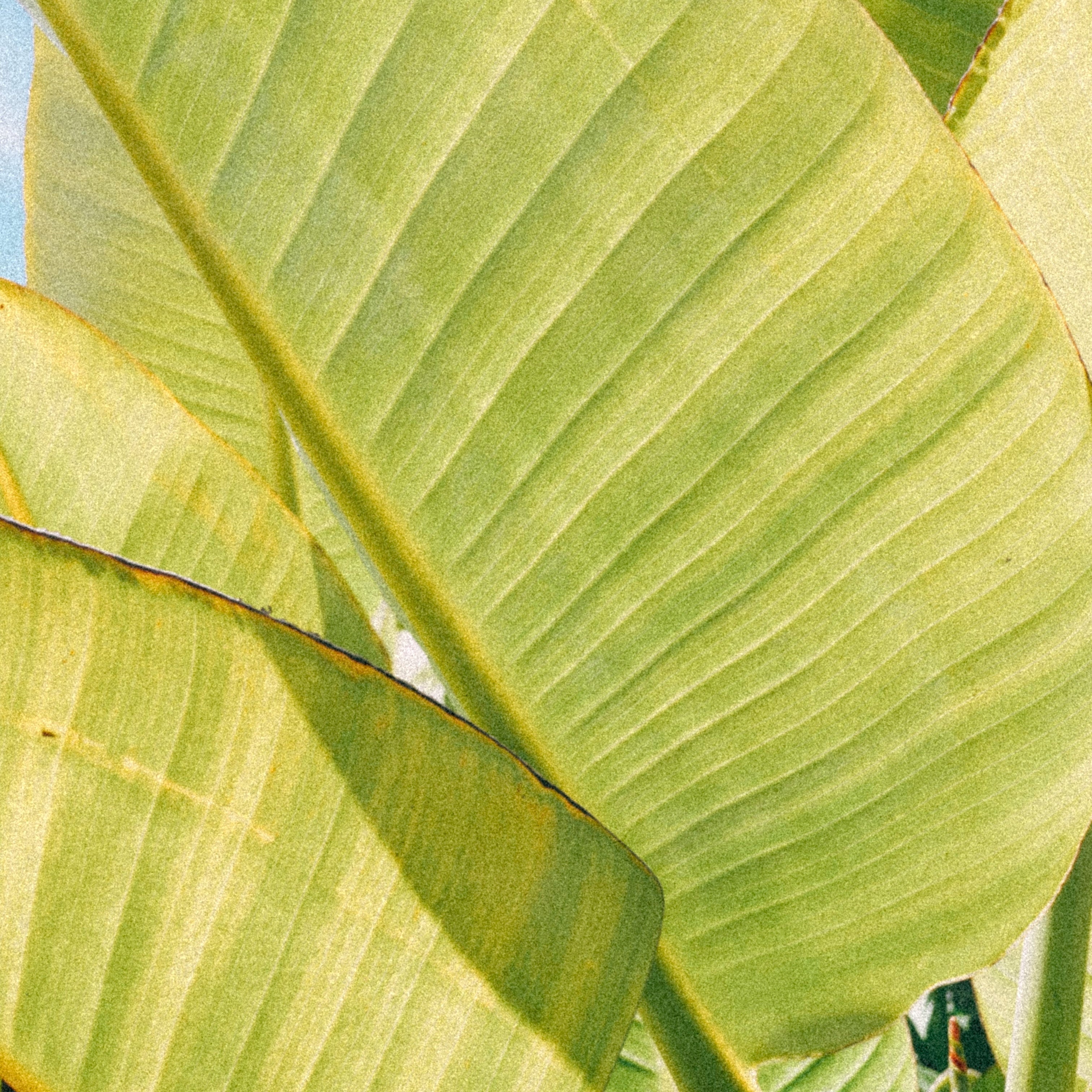 The Most Overlooked Nutrient in Gut Health? Fibre