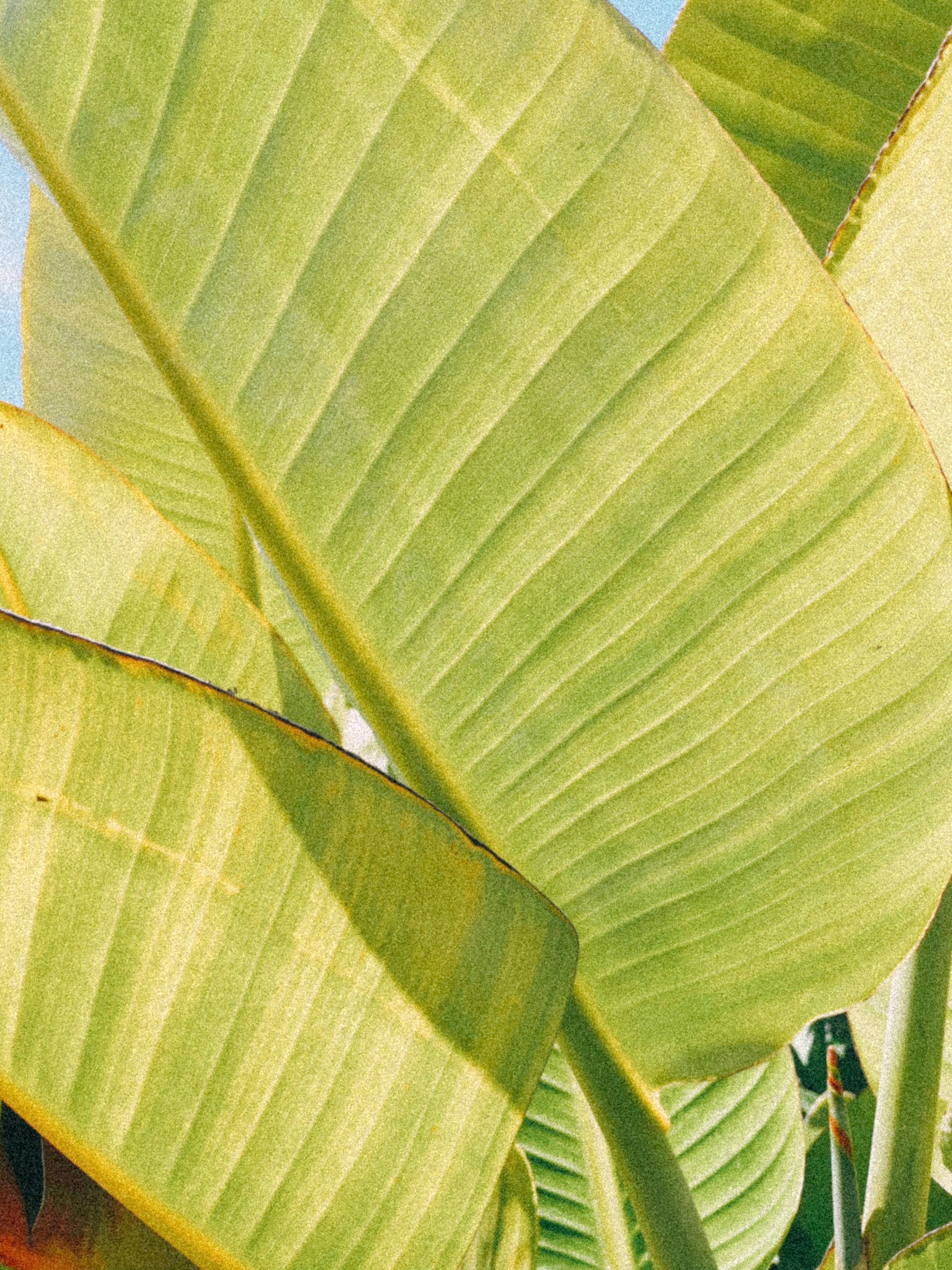 The Most Overlooked Nutrient in Gut Health? Fibre